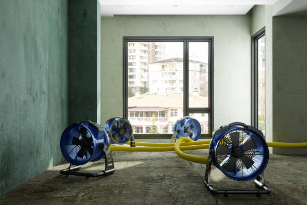 Best Professional water damage repair  in Mount Gay Shamrock, WV